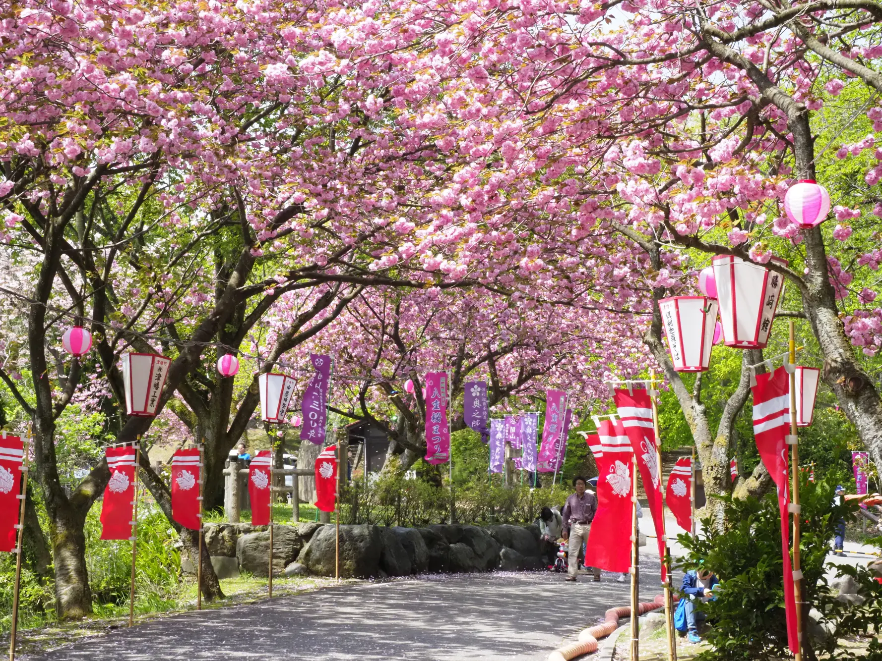 倶利迦羅さん「八重桜まつり」-1