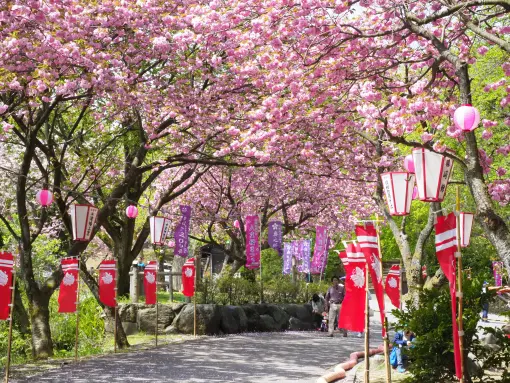 倶利迦羅さん「八重桜まつり」-1