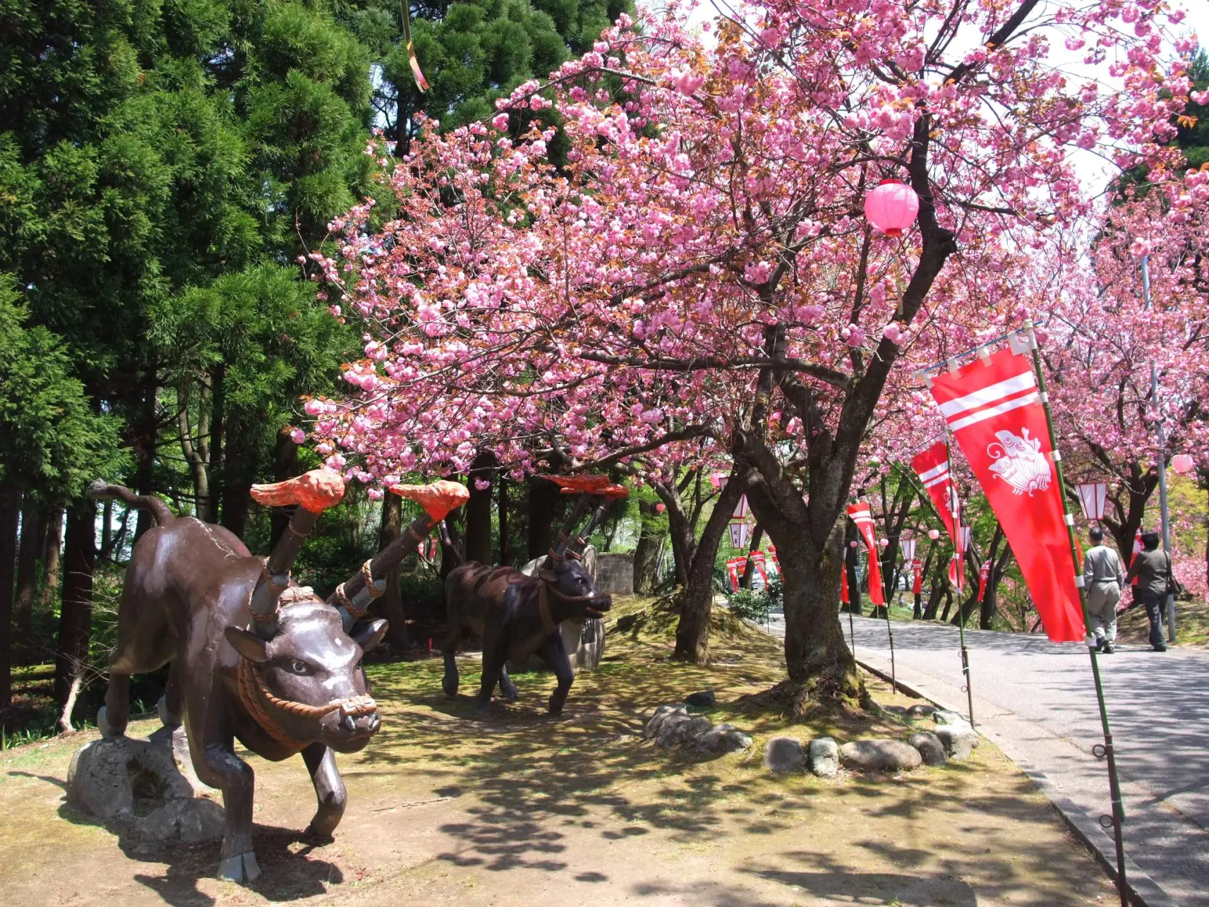 倶利伽羅峠の桜と火牛