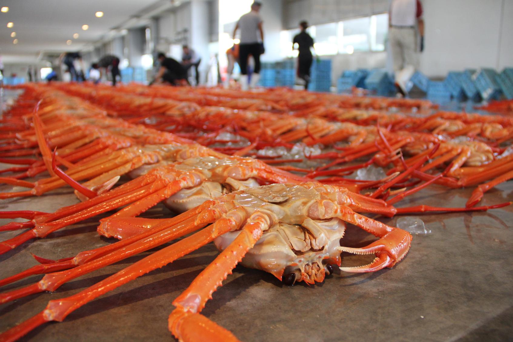 Midday auctions at Shinminato fishermen’s wharf-0