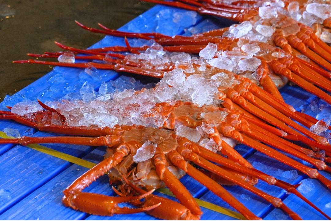 新湊漁港の昼セリ見学-1