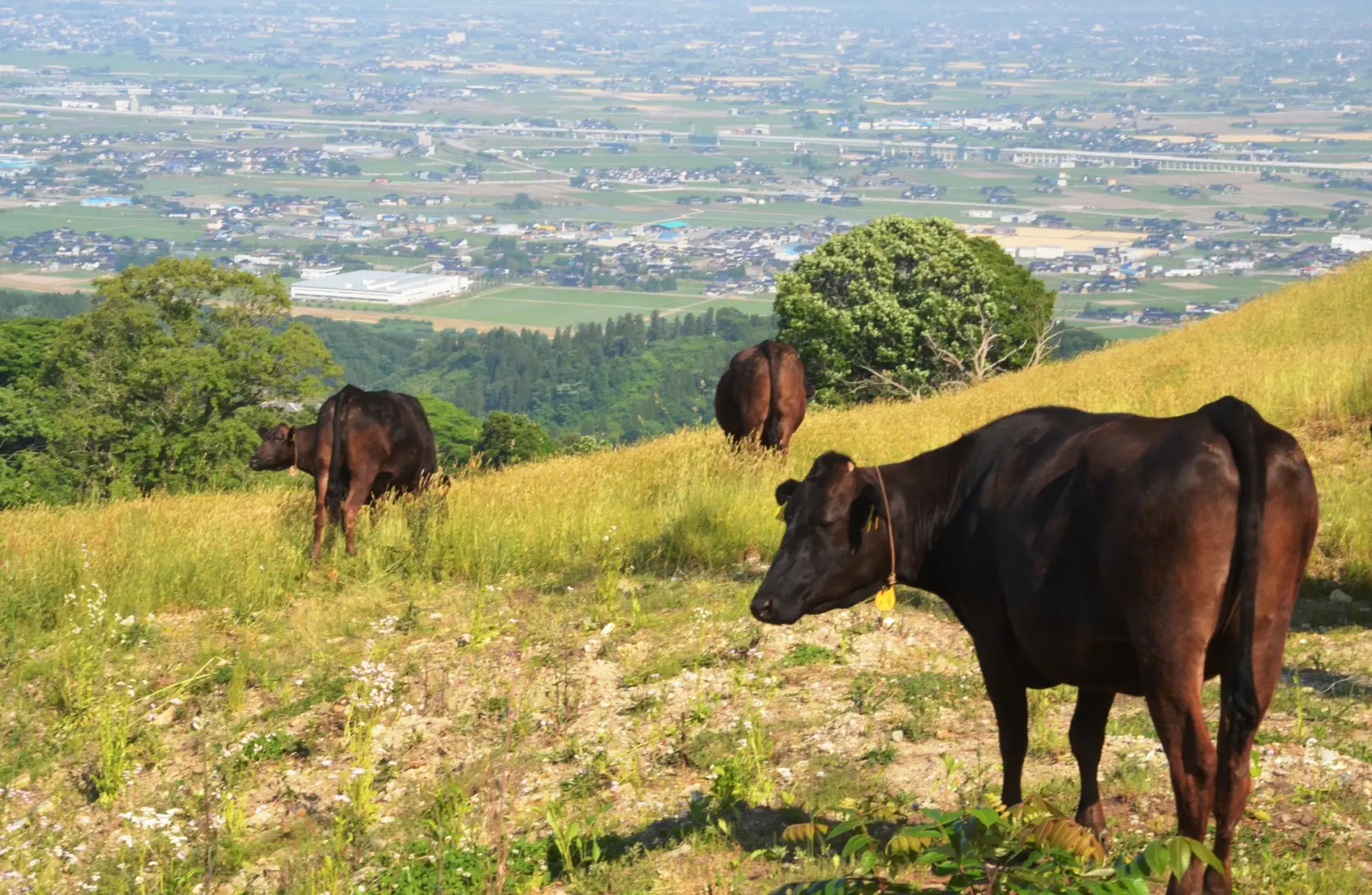 稲葉山牧野-6