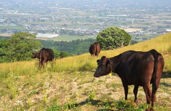 稲葉山牧野-6