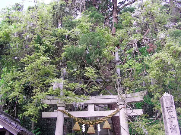 藤波神社-3