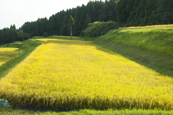 長坂の棚田-5