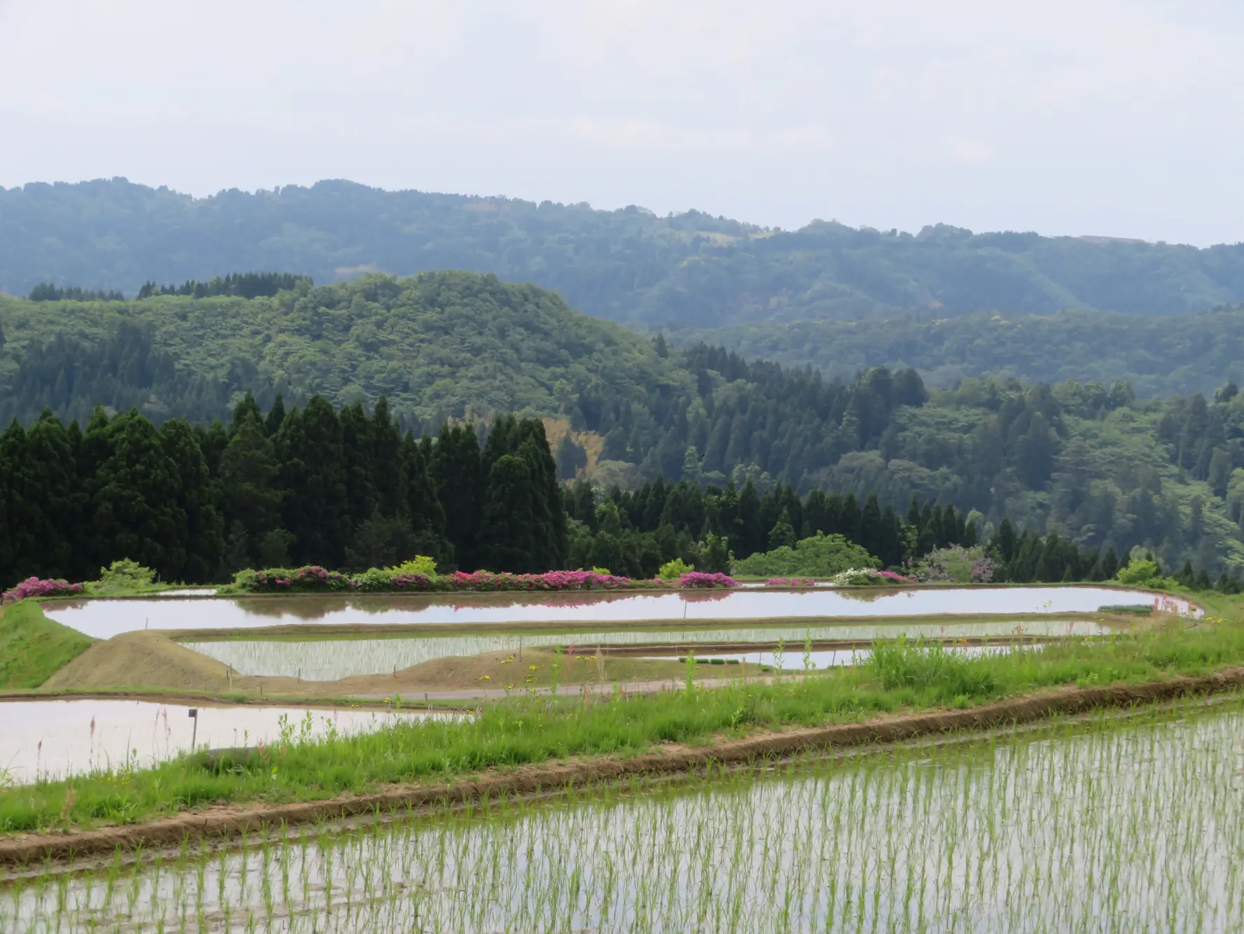 長坂の棚田-2