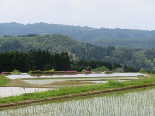 長坂の棚田-2