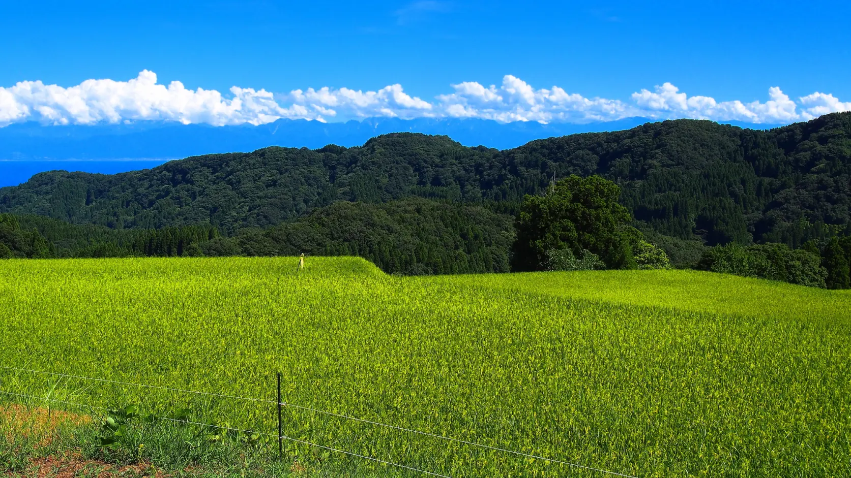 長坂の棚田-1