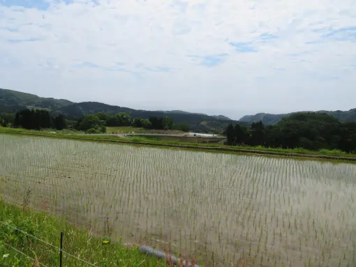長坂の棚田-3