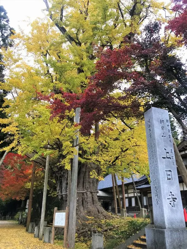 樹齢約1，000年の堂々たるイチョウ