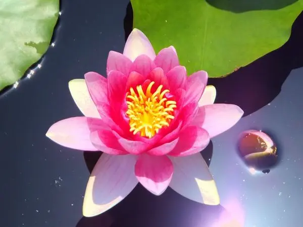 十二町潟水郷公園-2