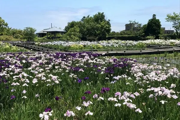 十二町潟水郷公園-3