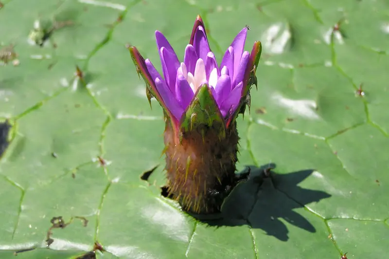 オニバスの花