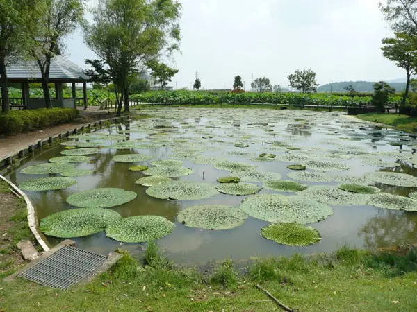 十二町潟オニバス発生地-1