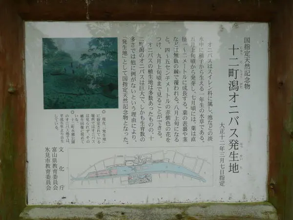 十二町潟オニバス発生地-3