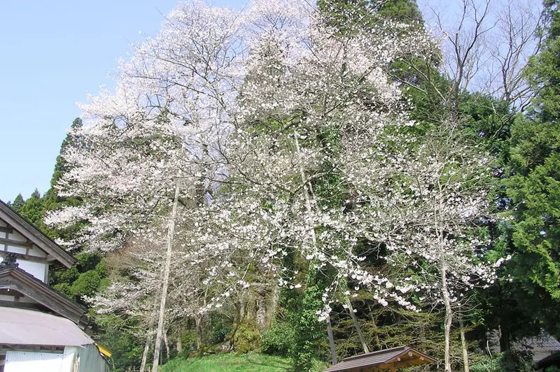 駒つなぎ桜-0