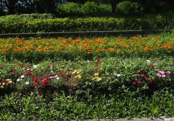 県民公園新港の森-3