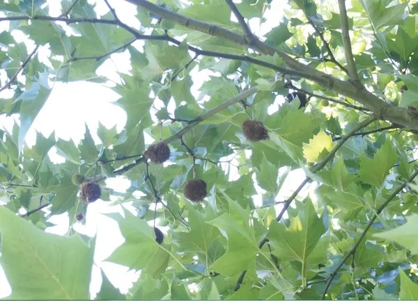県民公園新港の森-2