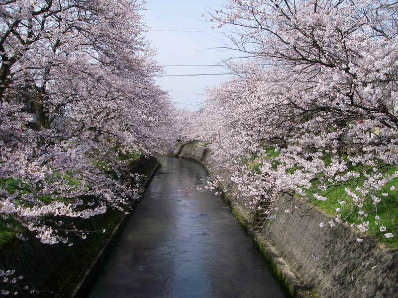 岸渡川に咲き誇る桜