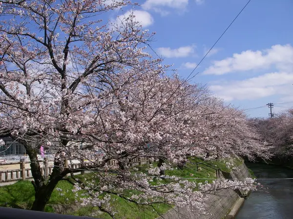 岸渡川桜並木-2