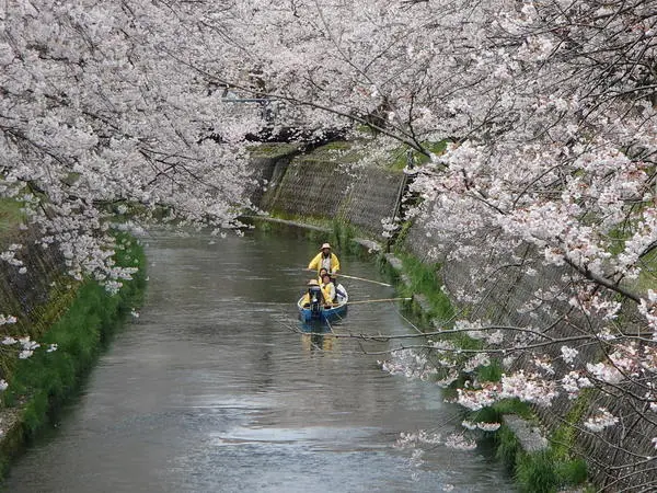 岸渡川桜並木-3