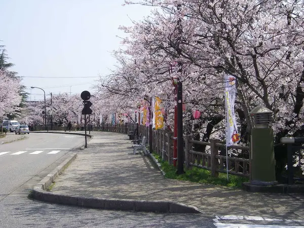 岸渡川桜並木-1
