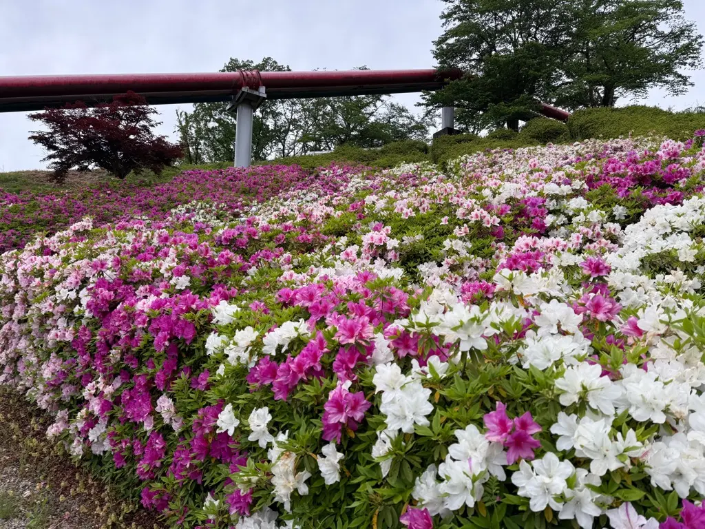水道つつじ公園-2