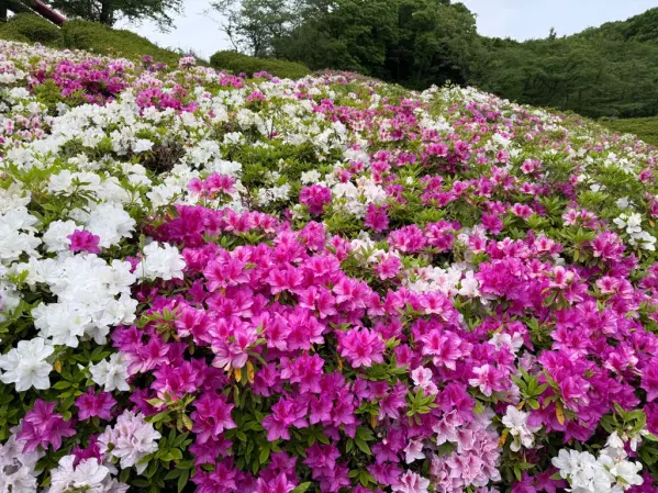 水道つつじ公園-0