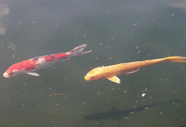福岡鯉の里公園-1