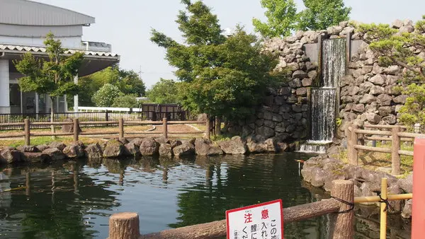 たくさんの鯉が泳ぐ大きな池