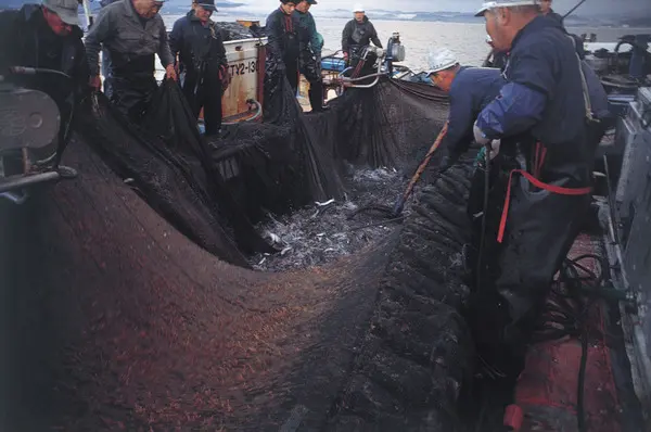 固定網捕魚觀光（富山灣marin）-2