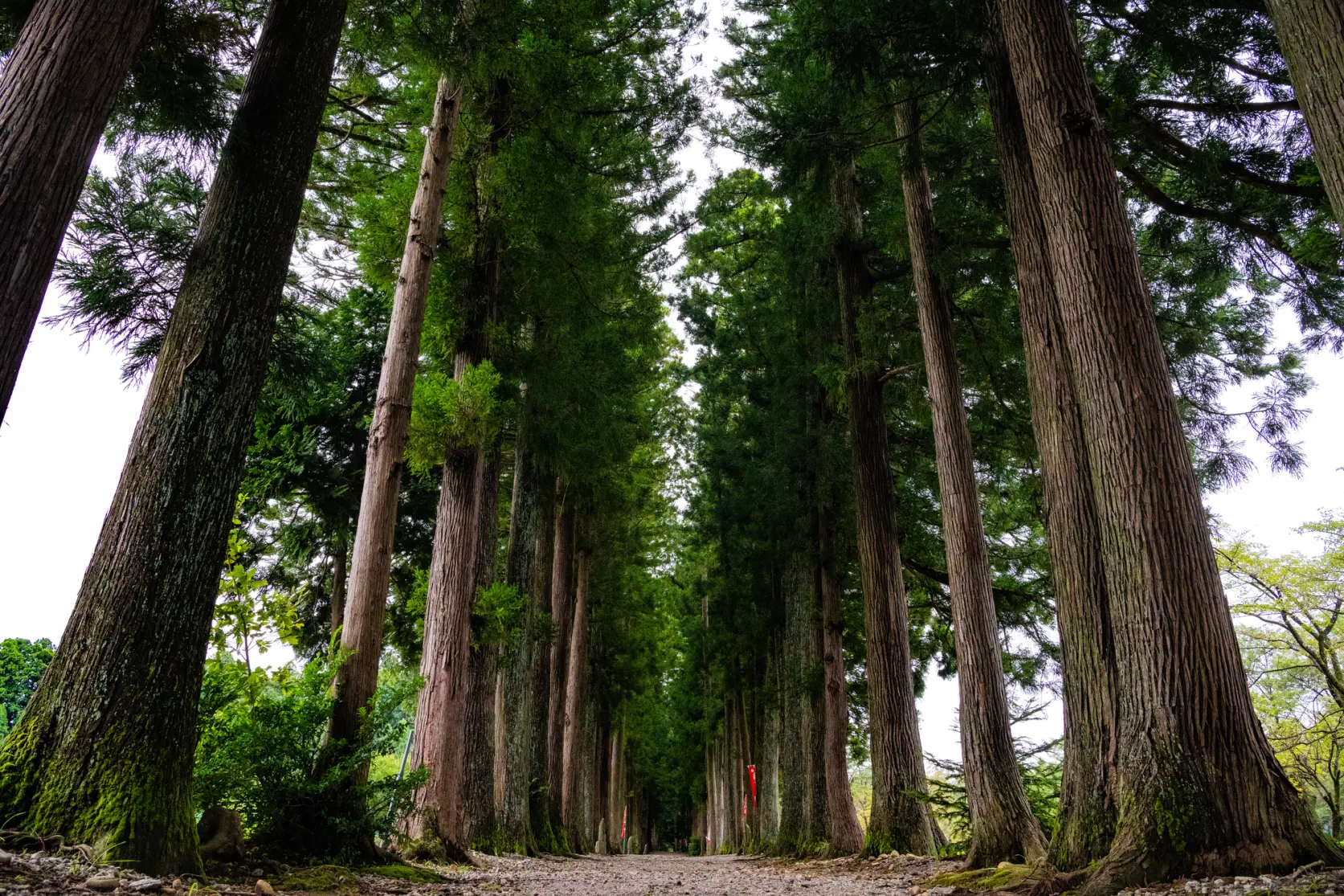 参道沿いに美しい並木が続きます
