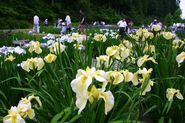 頼成の森　花しょうぶ祭り-2