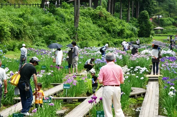 頼成の森　花しょうぶ祭り-3