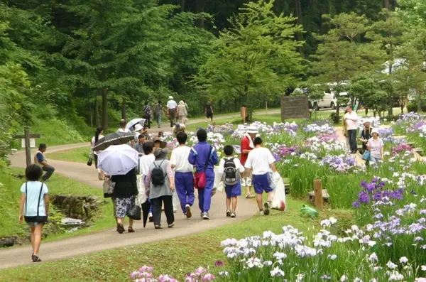 頼成の森　花しょうぶ祭り-1