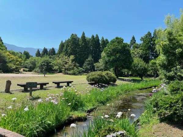 高瀬遺跡菖蒲祭り-7