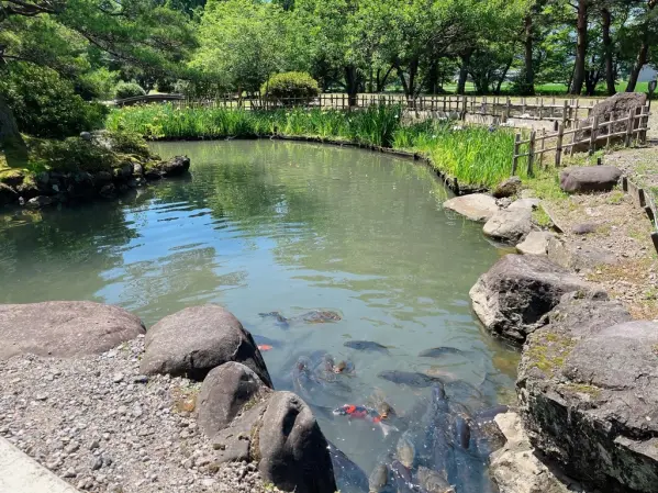 高瀬遺跡菖蒲祭り-5