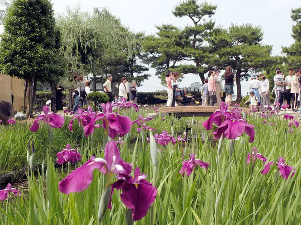 高瀬遺跡菖蒲祭り-2