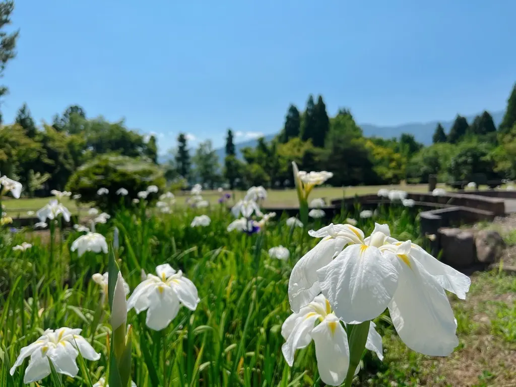 高瀬遺跡菖蒲祭り-4