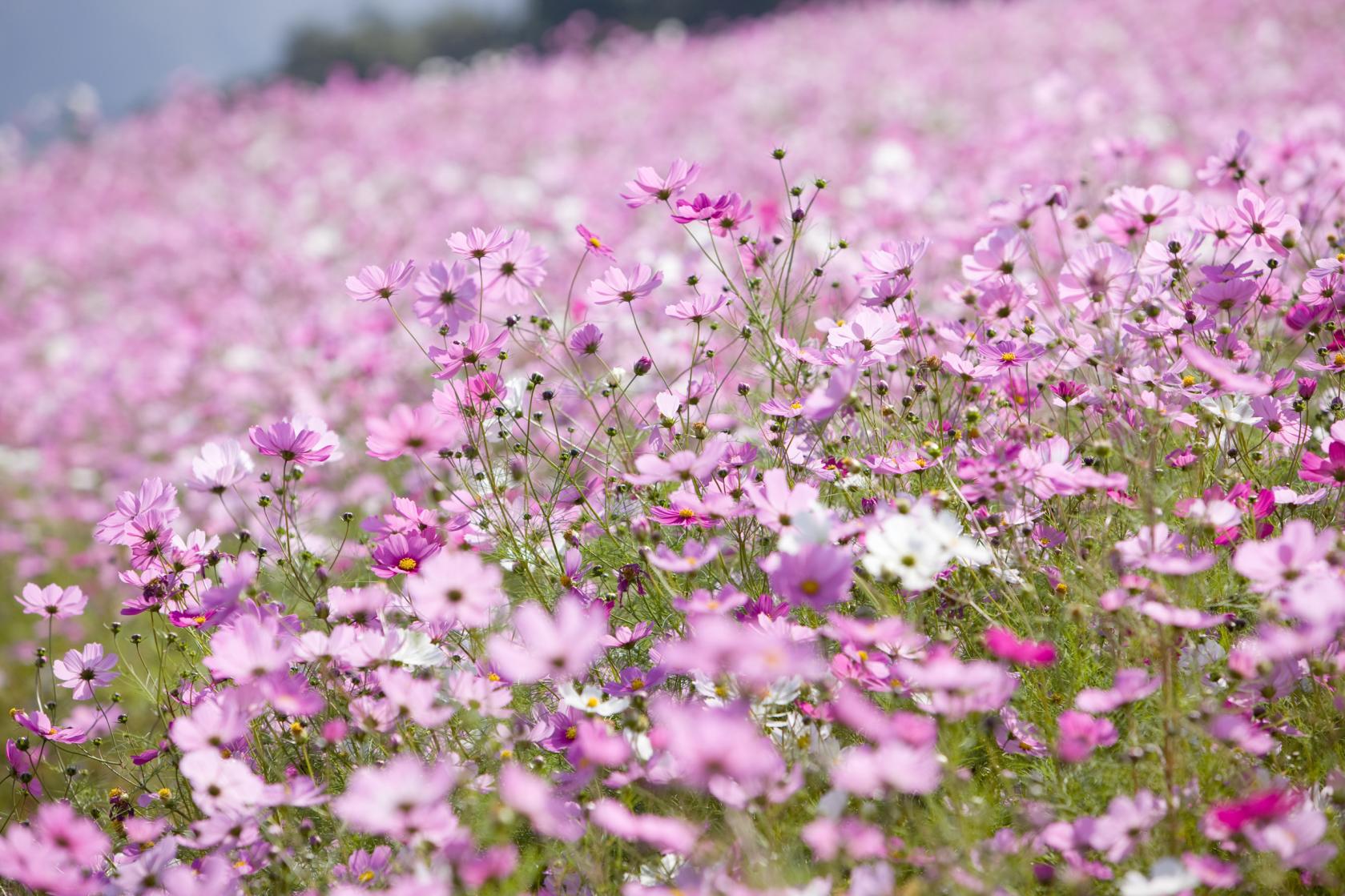 砺波 梦之平 赏大波斯菊-0