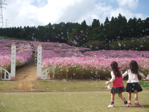 Strolling through the Cosmos Flowers at Tonami Yumenotaira-7