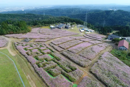 礪波夢之平秋櫻觀賞-2