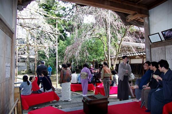 善徳寺の糸桜を愛でに多くの人が訪れる