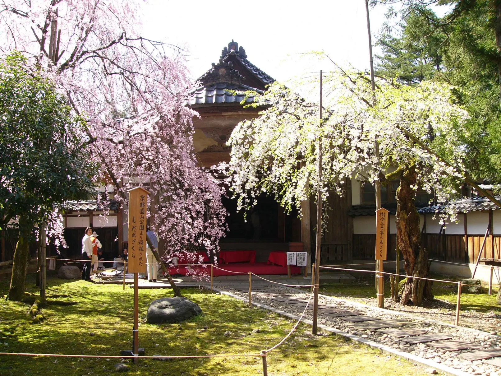 善徳寺の糸桜を間近でご覧いただけます