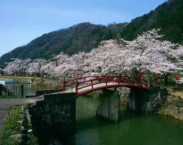 堤防を彩るうすピンクの桜並木