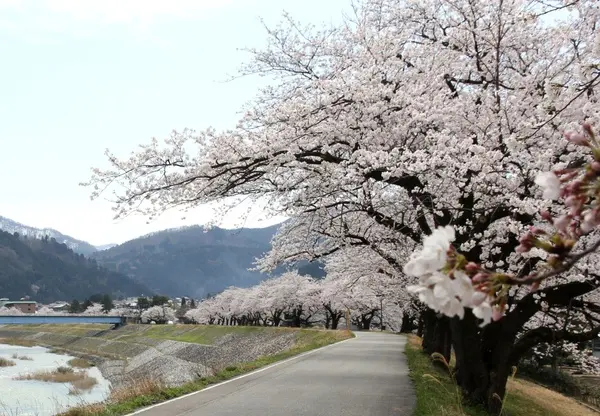 庄川峡　春　桜のおたより-1