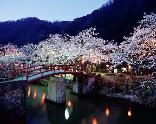 庄川峡　春　桜のおたより-3