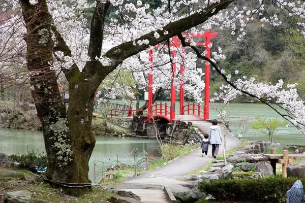 庄川峡　春　桜のおたより-2