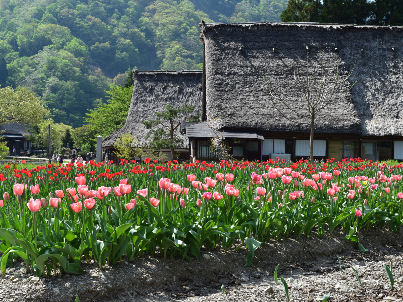 World Heritage – Suganuma Gassho-style Village-5