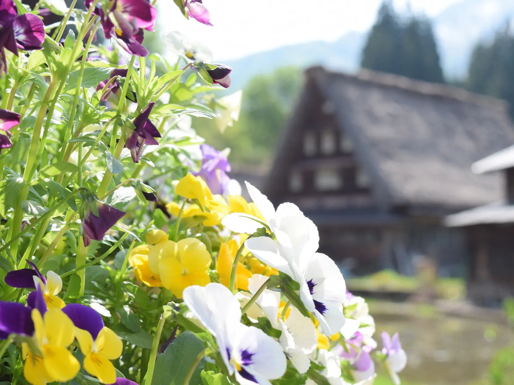 世界遺産 五箇山 菅沼合掌造り集落-3